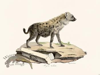 Cuvier 155 Hyene Spotted